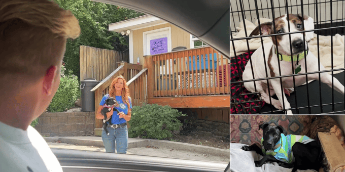 Dixie Dog Rescue (1)